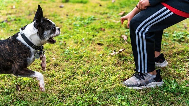 5 Simple Ways to Bond with Your Pets at Home