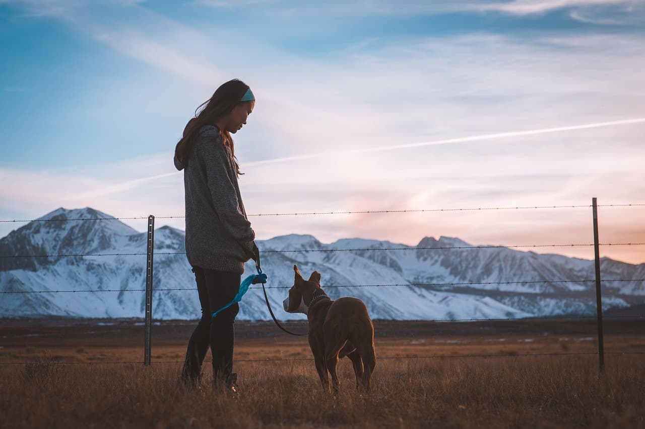 7 Essential Tips for Traveling with Your Pets Safely
