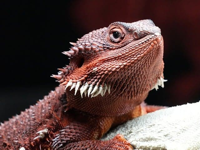Maintaining a Safe Environment for Exotic Pets