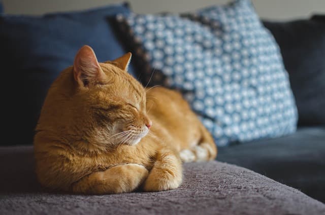 The Essential Guide to Understanding Pet Nutrition Needs