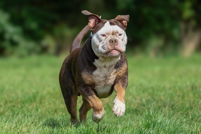 Understanding Pet Behavior: Tips for a Happier Companion